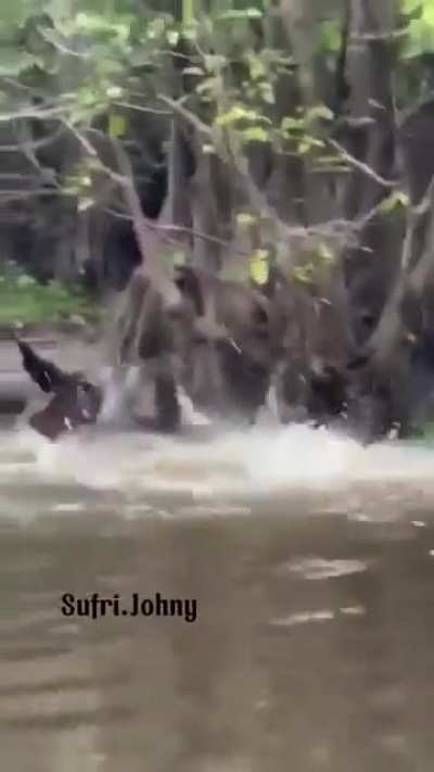 Pygmy elephant attacked by Saltie
