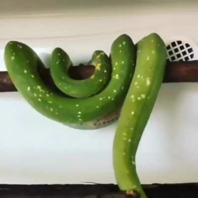 This is how snake sleep