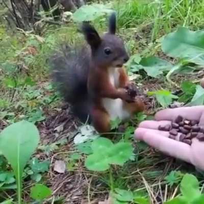 Existential Nut