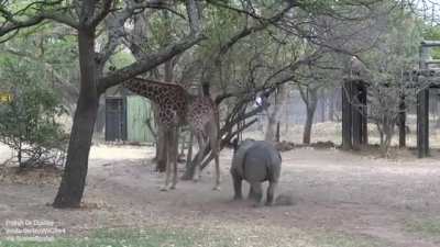 Giraffe and an annoying rhino