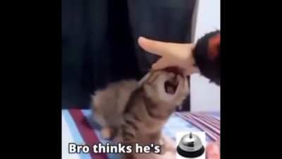 Cat bark type beat