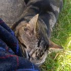 I think the neighbors cat likes me....