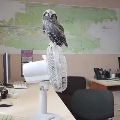 Chilling on the fan 🦉