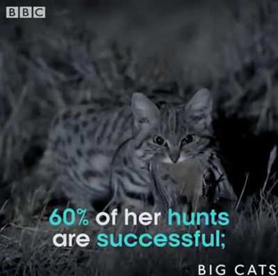 The world's most deadly cat... is also really cute