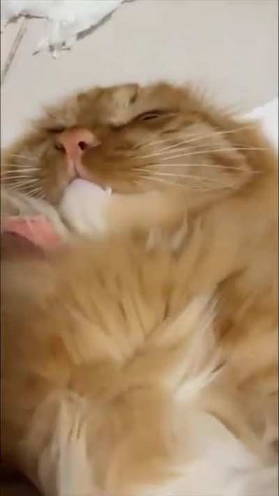 meowow
