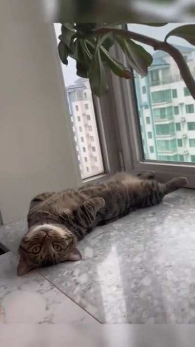 Laid back startle