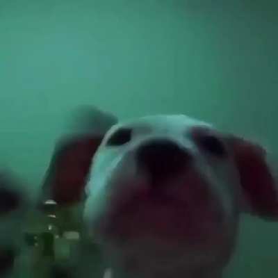 This dog got better taste in music then I do