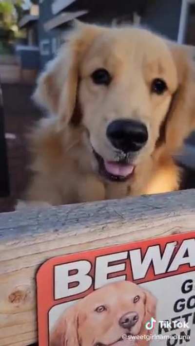 Golden retriever