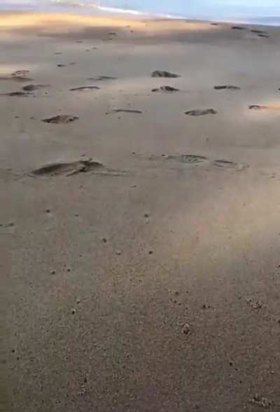 Horn-Eyed Ghost Crabs Can Move 100 Body-Lengths Per Second!