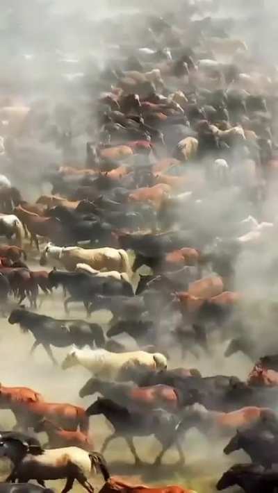 Mongolian horses, making horse tornado..