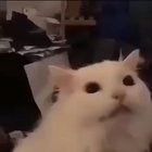 Just a cat...
