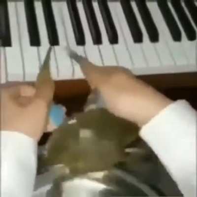 yo why the crab piano