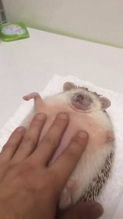 Hedgehog belly rubs!