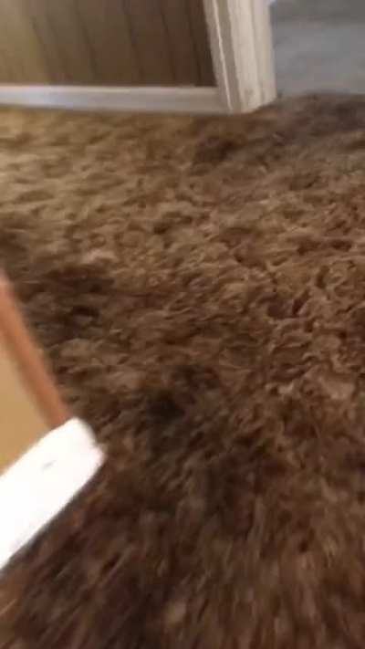 My cat made me have a heart attack.