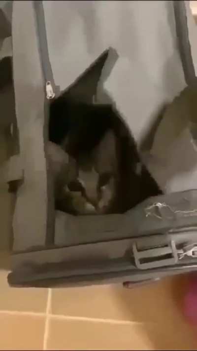 wunk scare