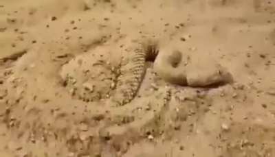 Any body know what’s the name of this desert snake ?