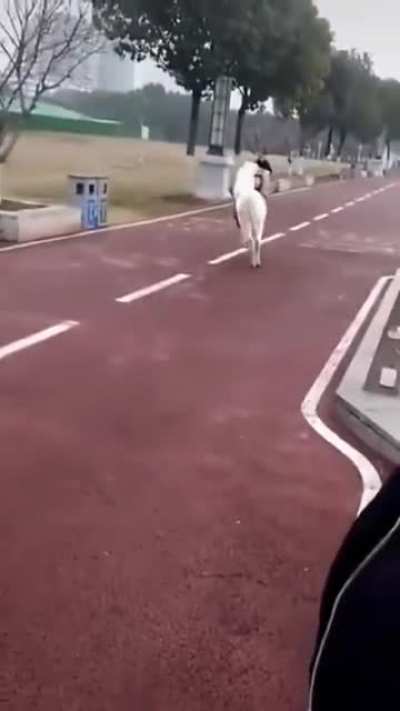 Real horse power