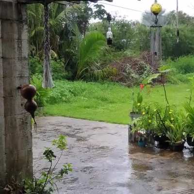 Loving the rain but our little kitty ran out still exploring. I'm so worried.