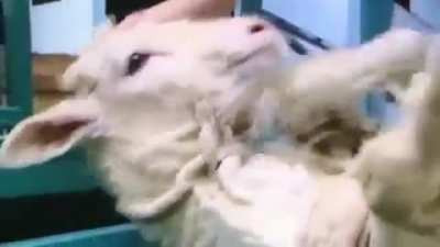 An injectable enzyme developed by a Japanese company (which makes soy sauce) allows wool to be peeled from sheep, rather than sheared.