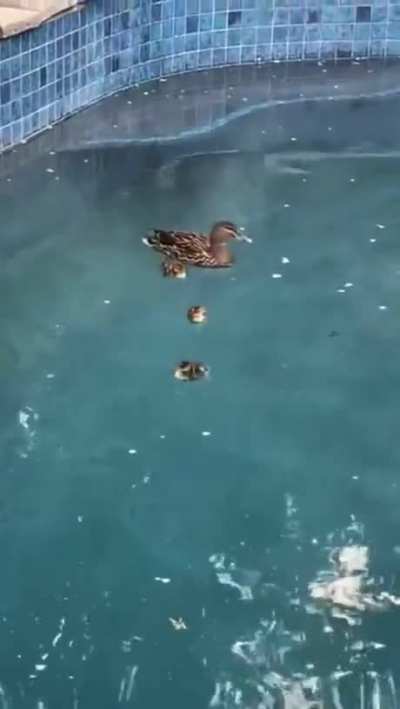 Can't stop Ducking around