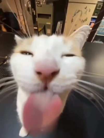 Milly the cat my beloved