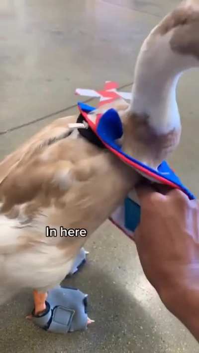 he's definitely quacklified