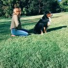 Doggy trust fall