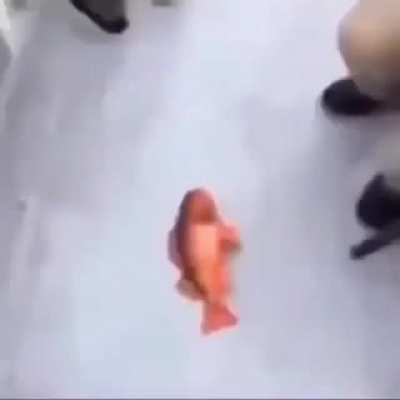 Gang gang