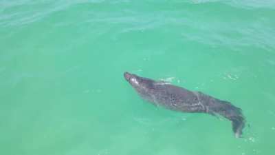 Injury-free manatee