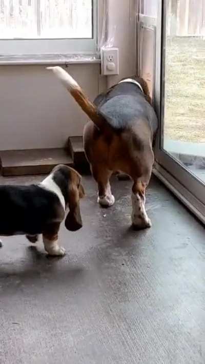 Doggy door
