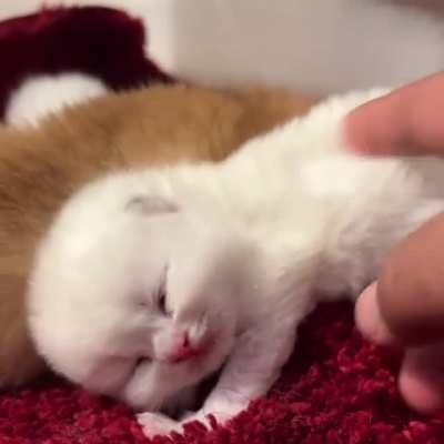 Smol mouth lorge yawn