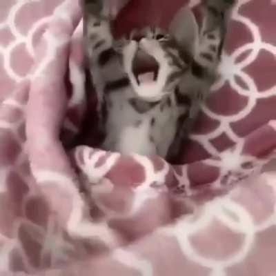 Fofo