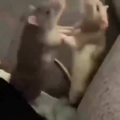 Vai ter rinha de rato no churras?