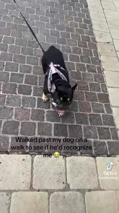 He's dogwalking it.