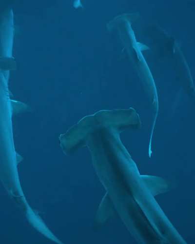My recent trip to The Galapagos. I was freediving down to about 10 meters when I spotted a huge school of hammerheads swimming right at me.