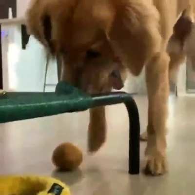 Dog trying to take ball