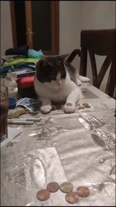 Cat that does the trick
