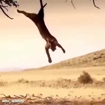 FLOPPA FLIP