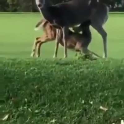 He is not distracted