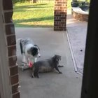 Fat Ass Chonker