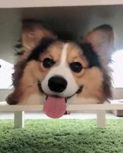Much happy