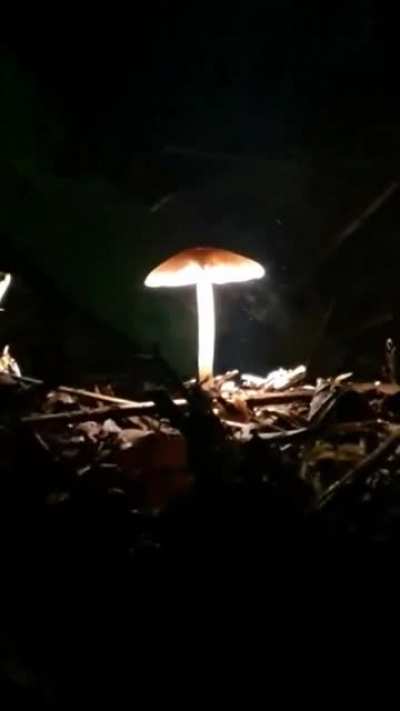 Mushroom releasing spores