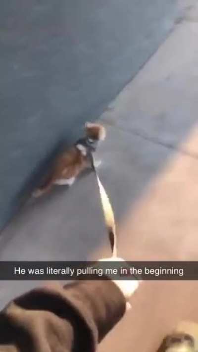 Aki went on his firsr real walk today!!!