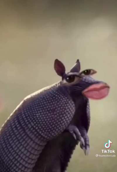 Poor Armadillo