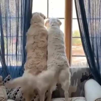 waggie waggie wags
