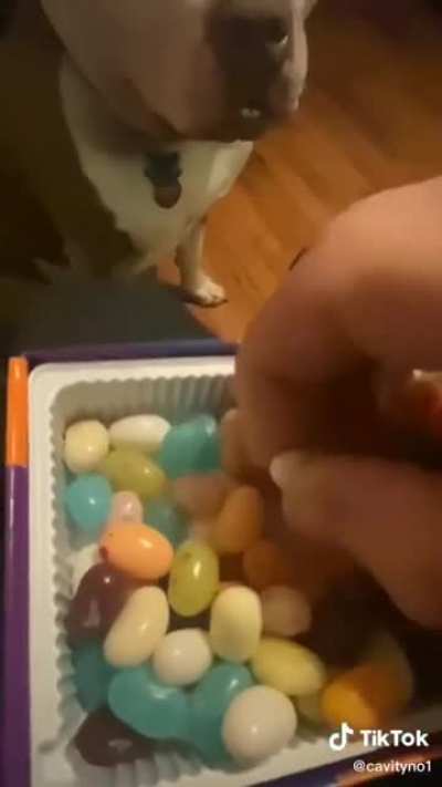 Dogs don't get jelly beans