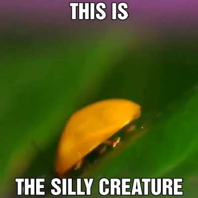 bug boi
