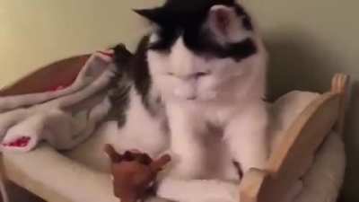 This cat kneading its bed.