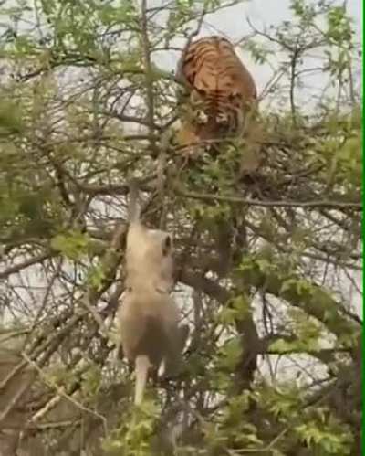 Monkey Vs Tiger