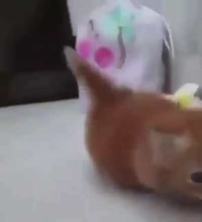 eu te amo, eu te amo gatinho rebaixado